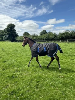 Fohlendecke Amigo Ripstop 900D Foal Turnout, 50 g, Outdoordecke
