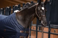 Halfter Anatomic Leather Halter, Lederhalfter