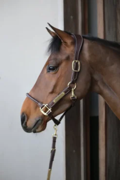 Halfter Anatomic Leather Halter, Lederhalfter