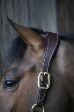 Halfter Anatomic Leather Halter, Lederhalfter