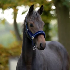 Halfter Foal Star, Fohlenhalfter, Jährlingshalfter, Kunstfell, Glitzerhalfter