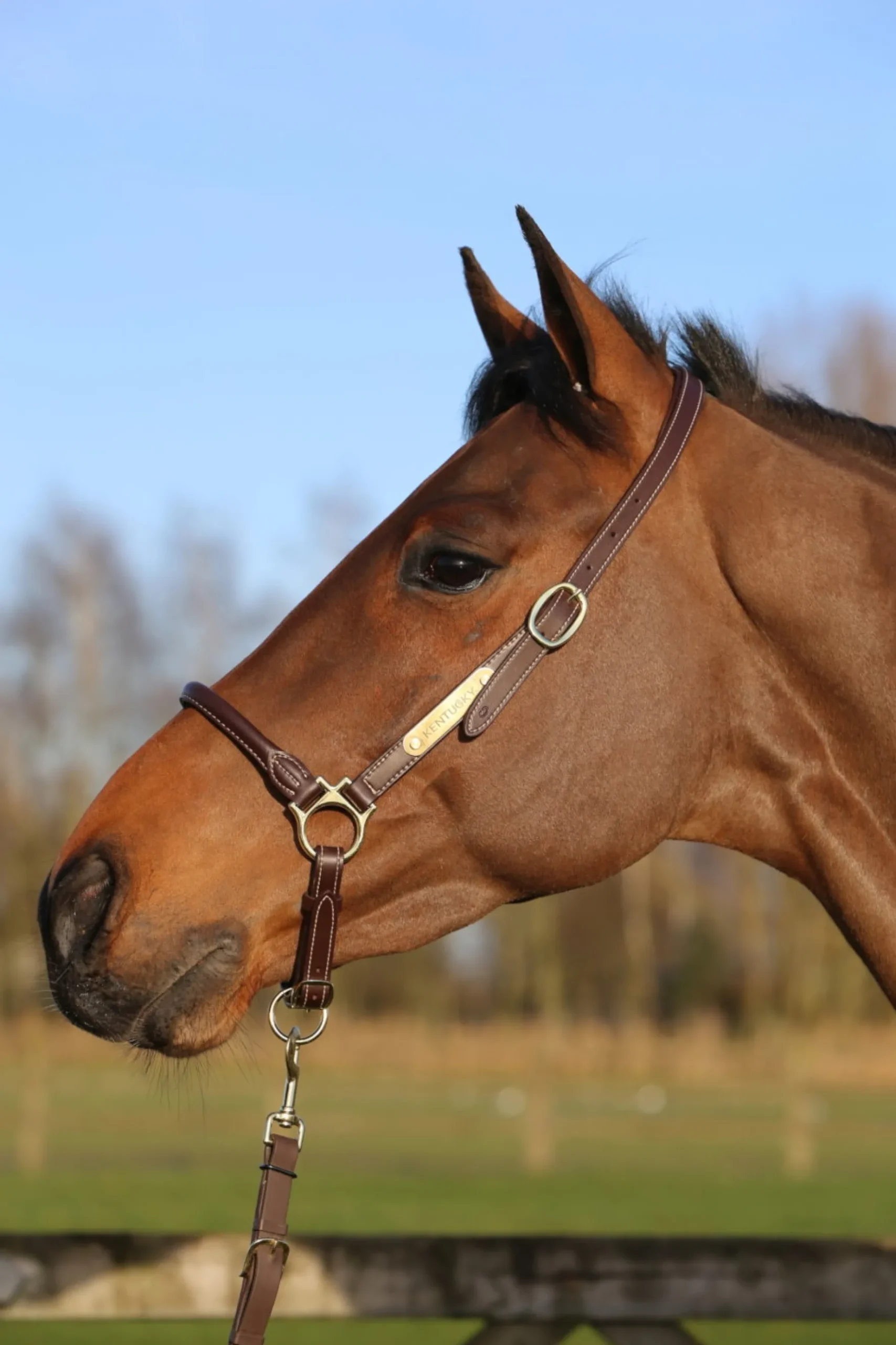 Halfter Grooming Halter