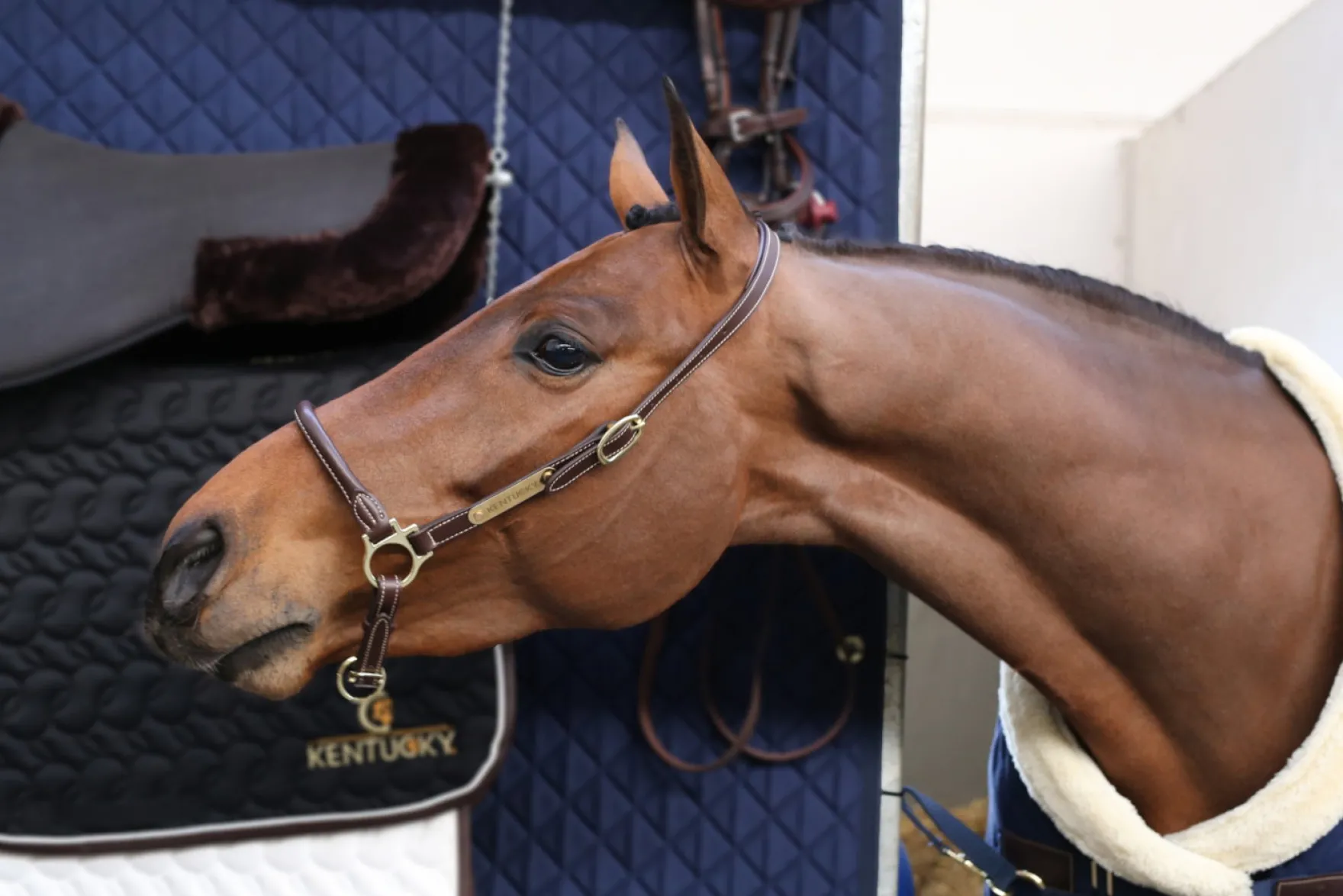 Halfter Grooming Halter