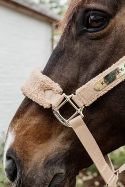 Halfter Teddy Fleece, Nylonhalfter, mit Gravur Plättchen