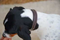 Hundehalsband Geflochten, Lederhalsband