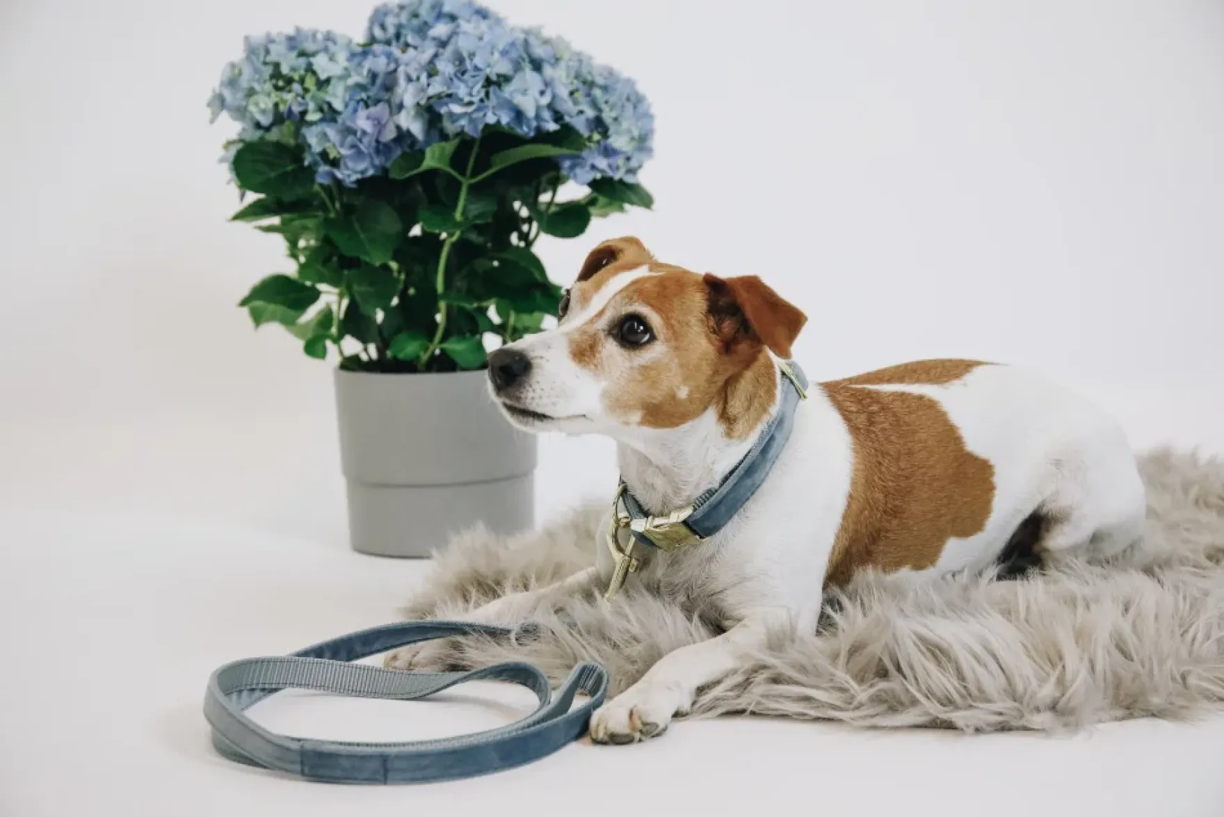 Hundehalsband Velvet