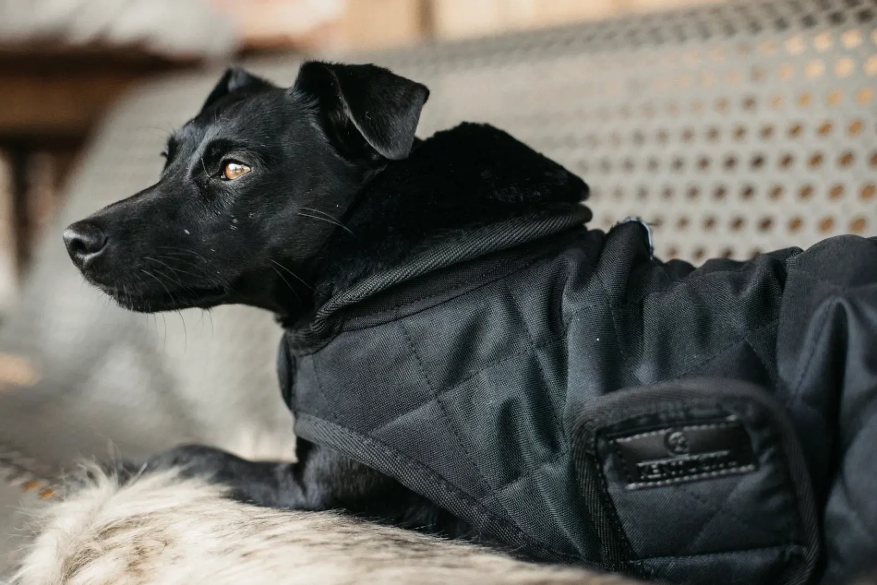Hundemantel Original Limited Edition, Hundejacke, Hundedecke, 160 g