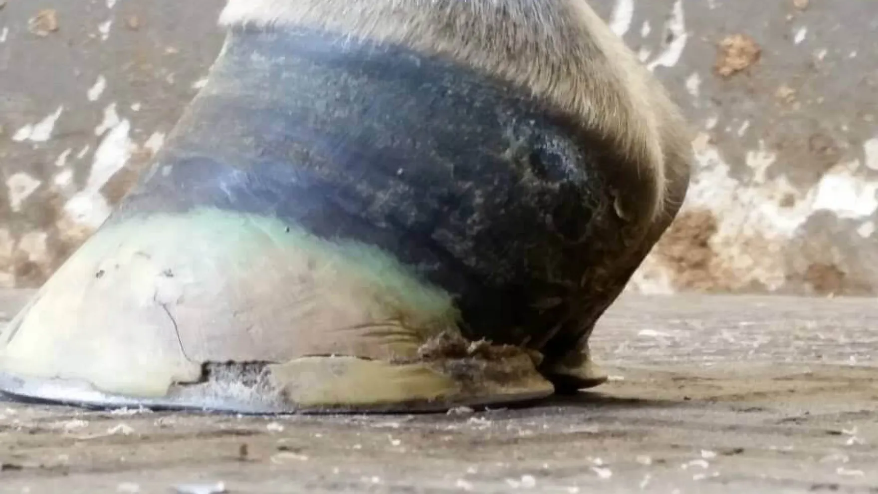 Kevin Bacon's Hoof Formula, Ergänzungsfuttermittel