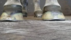 Kevin Bacon's Hoof Formula, Ergänzungsfuttermittel