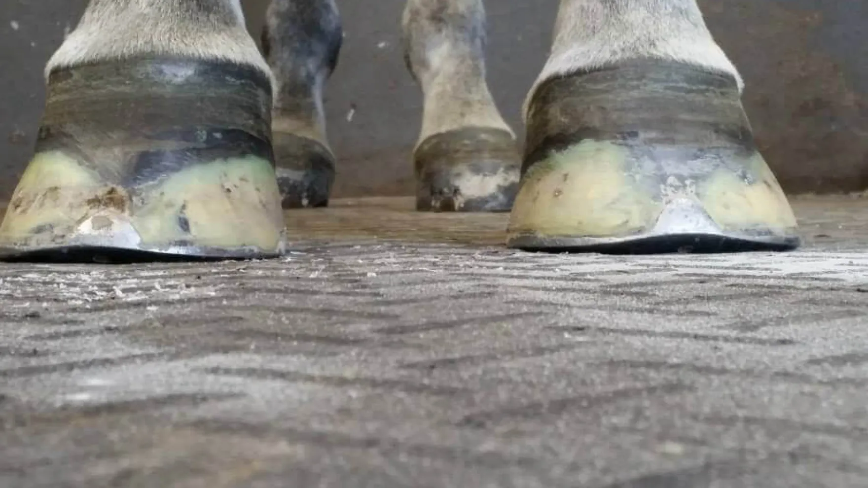Kevin Bacon's Hoof Formula, Ergänzungsfuttermittel