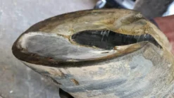 Kevin Bacon's Hoof Formula, Ergänzungsfuttermittel