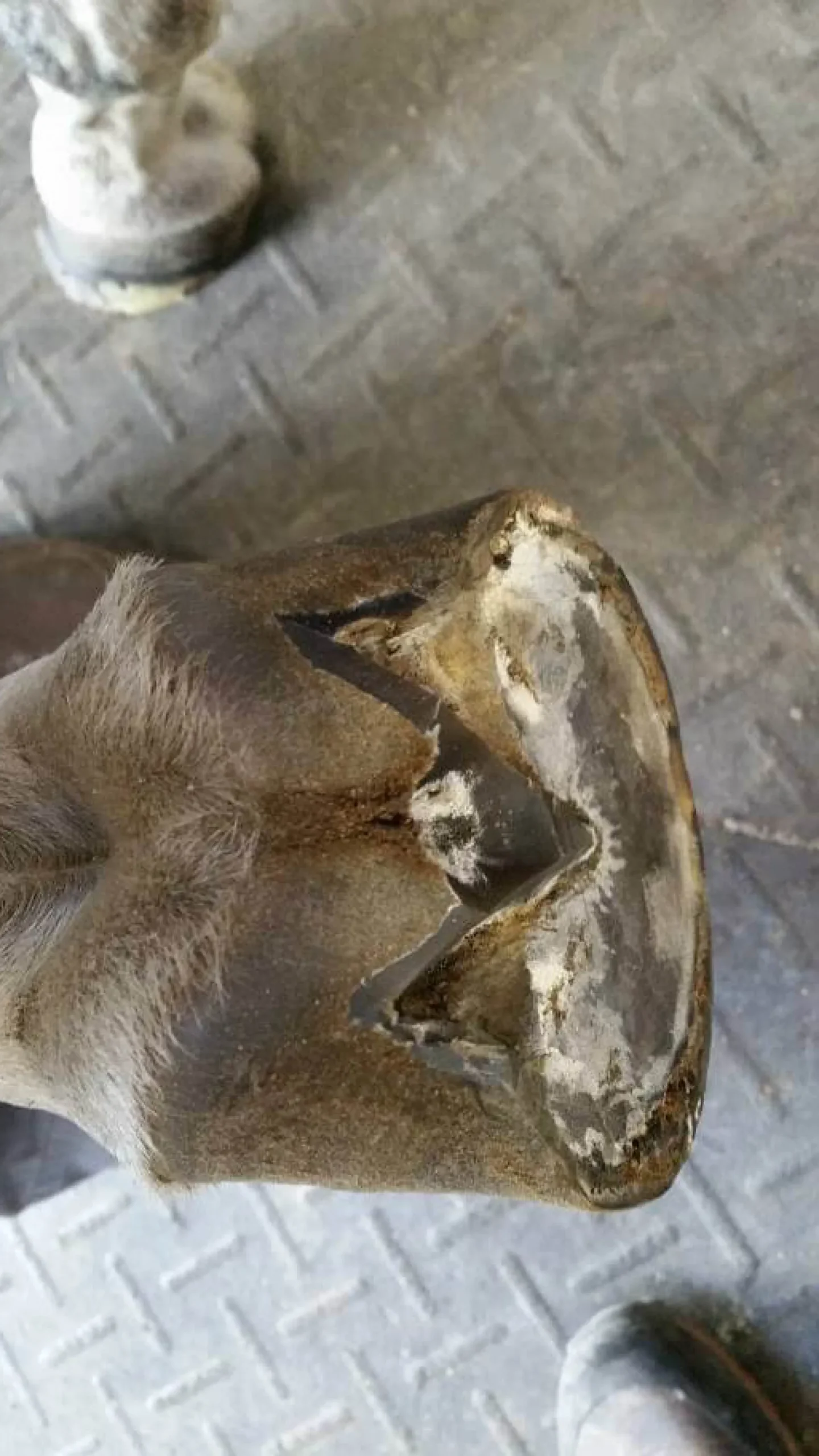 Kevin Bacon's Hoof Formula, Ergänzungsfuttermittel