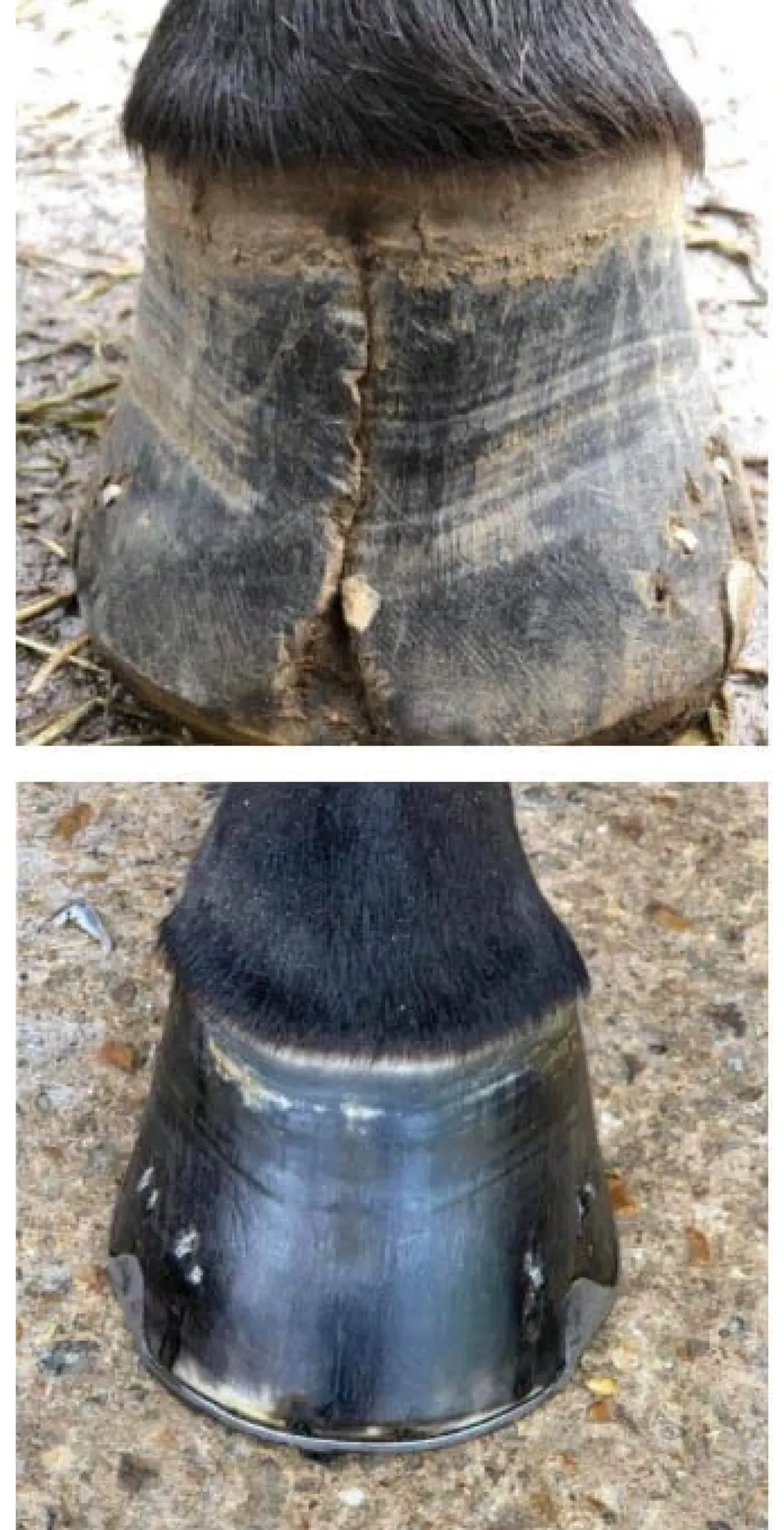 Kevin Bacon's Hoof Formula, Ergänzungsfuttermittel
