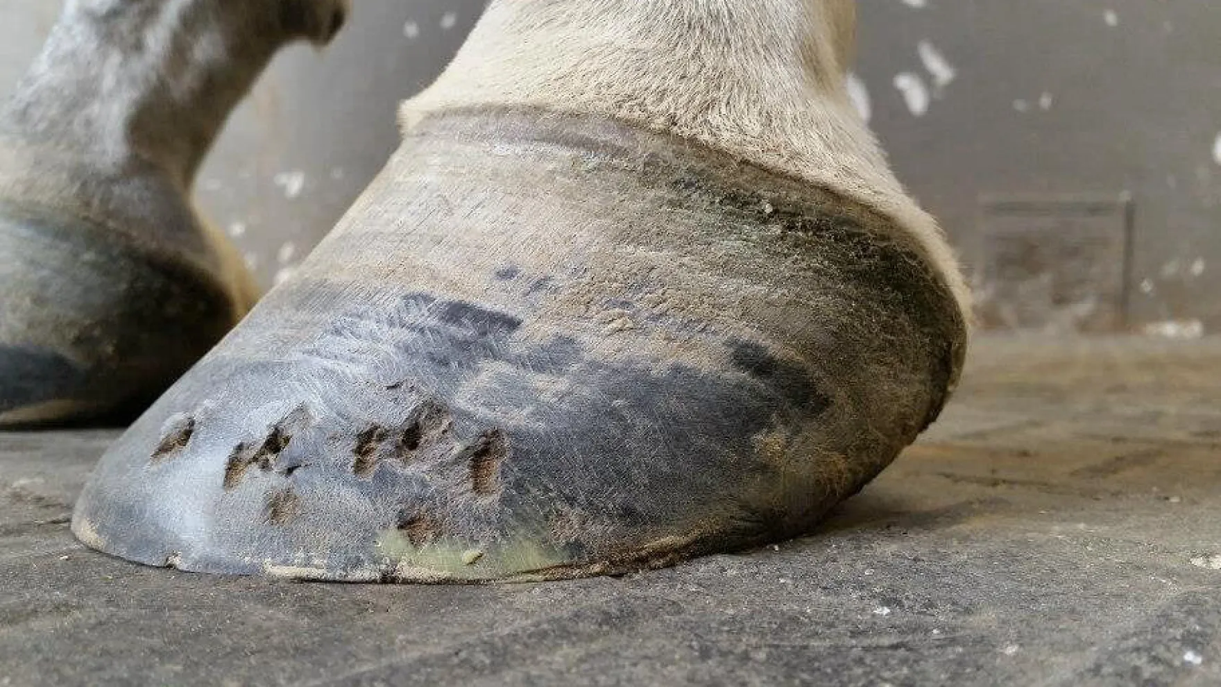 Kevin Bacon's Hoof Formula, Ergänzungsfuttermittel