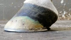 Kevin Bacon's Hoof Formula, Ergänzungsfuttermittel