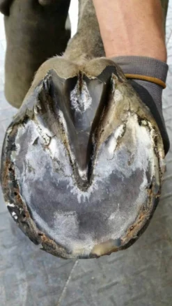 Kevin Bacon's Hoof Formula, Ergänzungsfuttermittel