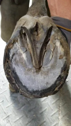 Kevin Bacon's Hoof Formula, Ergänzungsfuttermittel