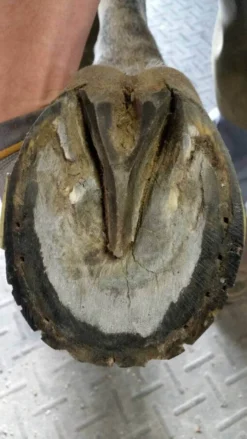 Kevin Bacon's Hoof Formula, Ergänzungsfuttermittel