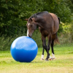 Pferdefußball, groß
