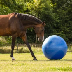 Pferdefußball, groß