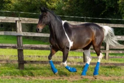 Stallgamaschen Equi Chaps Close Contact, Transportgamaschen, Weidegamaschen