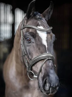 Trense Arika Dressage, englisch kombiniert