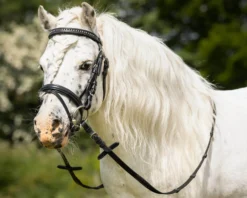 Trense Beli, englisch kombiniert, mit Zügeln, für Shettys und Ponys