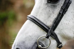 Trense Cavesson Pony FS26, englisches Reithalfter, ohne Sperrriemen
