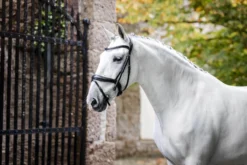 Trense Dressage Flash FS26, schwedisch kombiniert, ohne Zügel