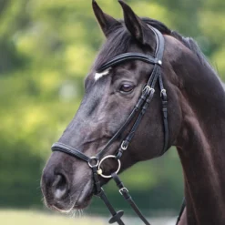 Trense Everana, hannoveranisches Reithalfter
