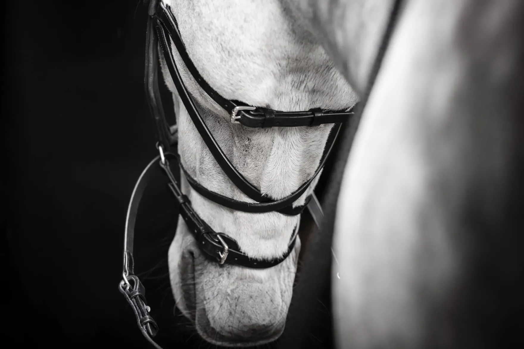 Trense Micklem 3 Bitless Bridle FS26, gebisslos