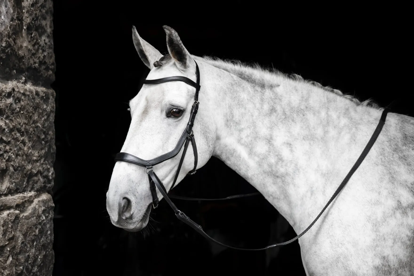 Trense Micklem 3 Bitless Bridle FS26, gebisslos