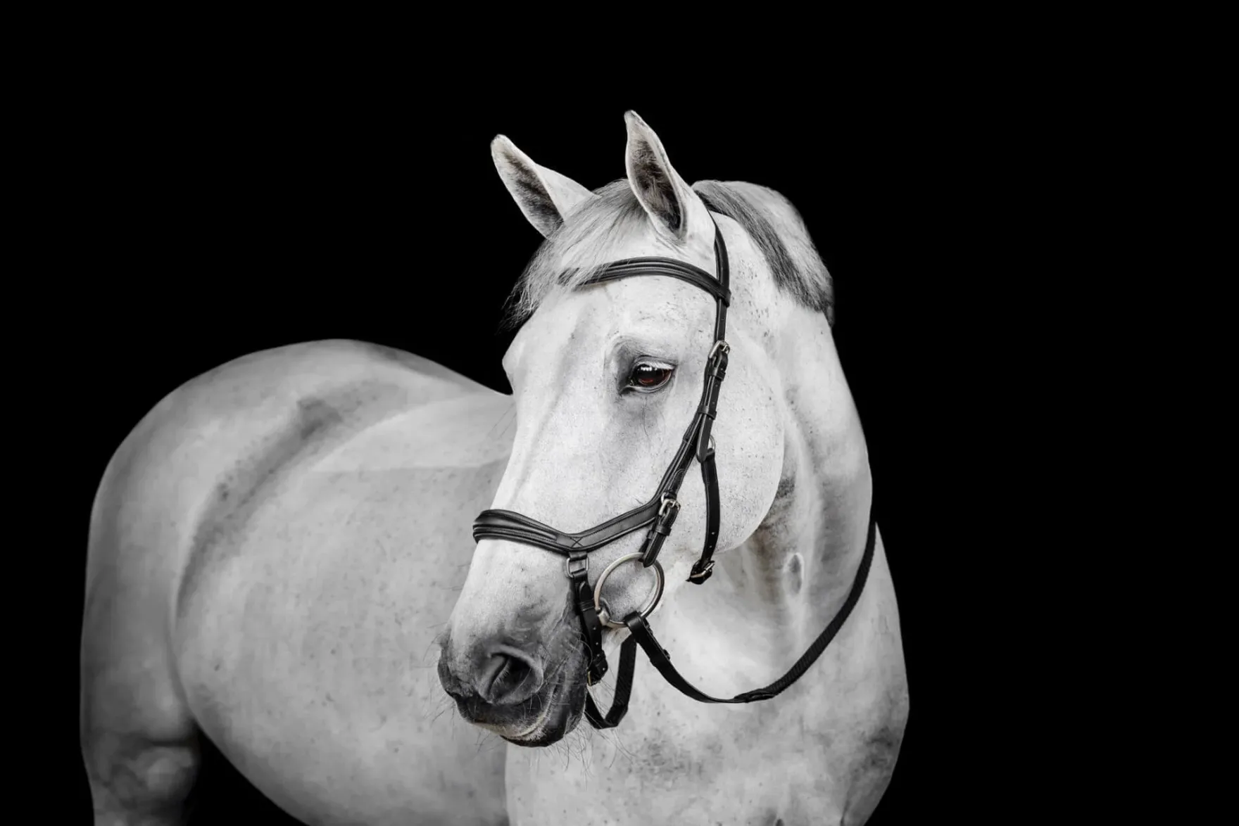 Trense Micklem 3 Deluxe Competition Bridle, ohne Zügel