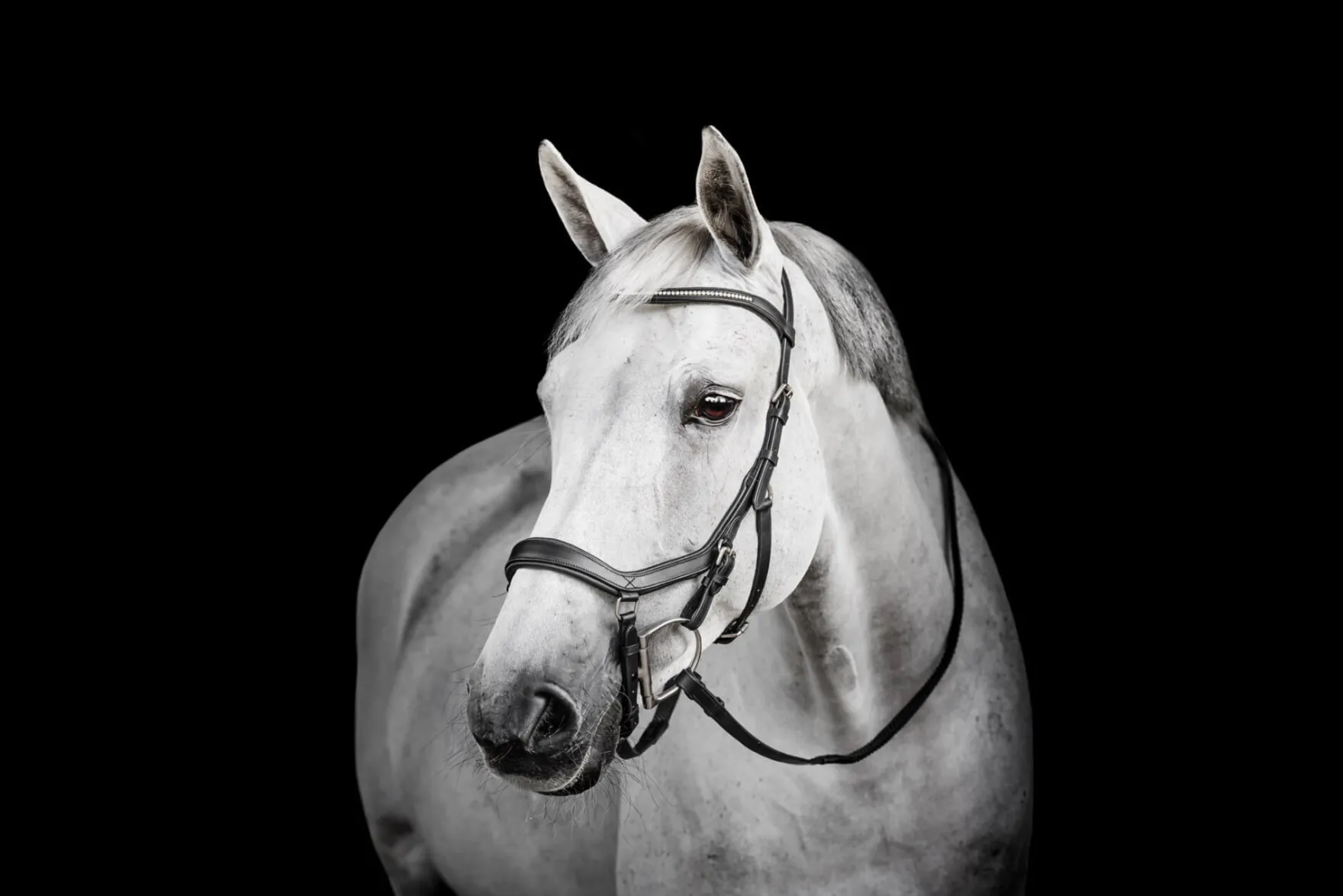 Trense Micklem 3 Diamante Competition Bridle, ohne Zügel