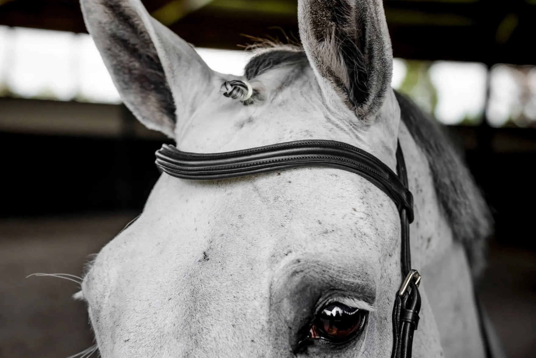 Trense Micklem 3 Multi Bridle, ohne Zügel