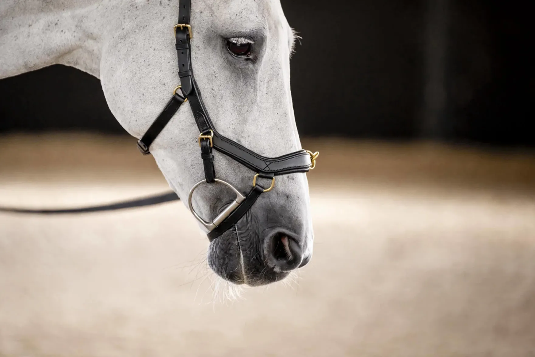 Trense Micklem 3 Multi Bridle, ohne Zügel