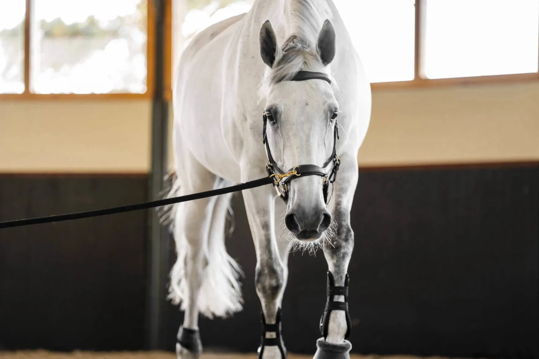 Trense Micklem 3 Multi Bridle, ohne Zügel